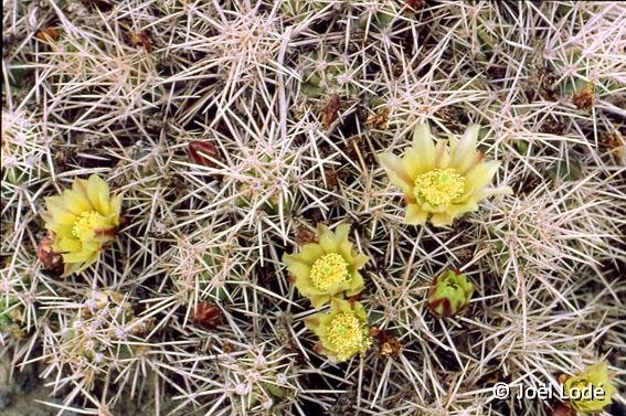 Echinocereus maritimus JL84247 San Quintin BC, Mexico